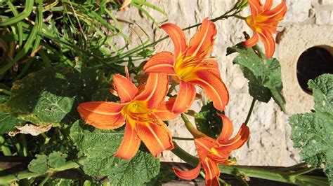 Fotos Gratis Naturaleza Flor Gente Crecimiento Campo Prado