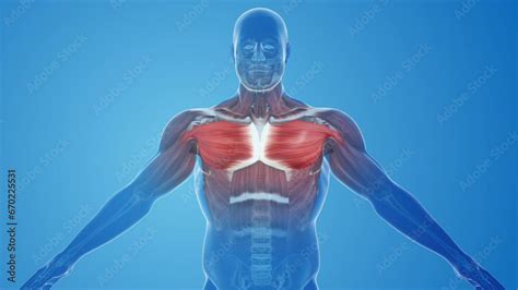 Chest Pectoralis Major And Minor Muscles Pain And Injury Stock