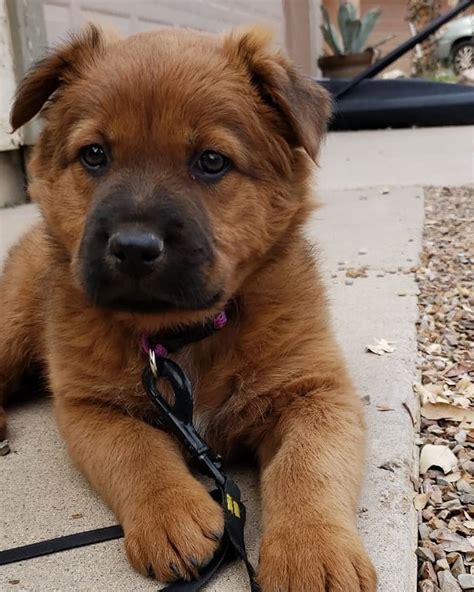 Golden Retriever German Shepherd Mix Puppies