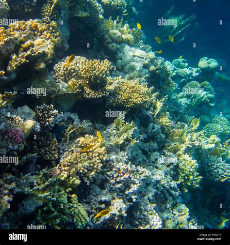 Beautiful And Diverse Coral Reef With Fish Of The Red Sea Stock Photo