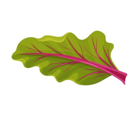 Premium Vector Top Green Leaf Of Beet Root With Veins Vector Illustration