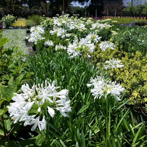 Agapanthus africanus 'Albus' - White Lily of the Nile - Mid Valley Trees