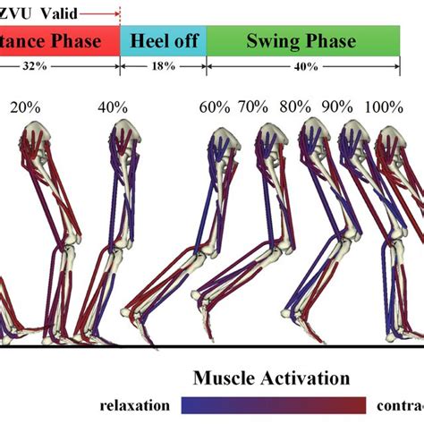 The Concept Of Gait Analysis A Traditional Observational Gait