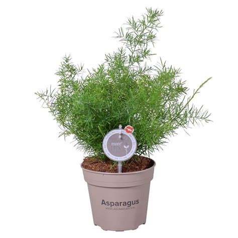 Asparagus Densiflorus Sprengeri — Plant Wholesale Floraccess