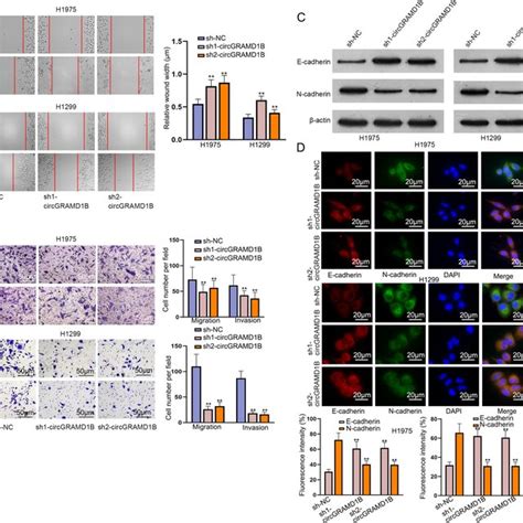 Circgramd1b Facilitates Migration Invasion And Emt Of Luad Cells A Download Scientific