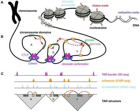 Overview Of Dna And Histone Modifications Chromatin Conformation And Download Scientific