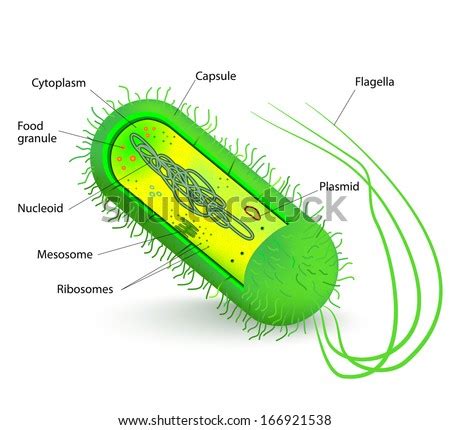 Gallery For > Shigella Bacteria Diagram