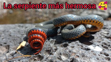 Serpiente Cuello Anillado O Falso Coralillo Youtube