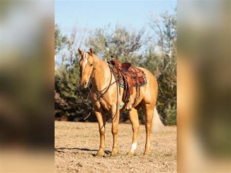 Dappled Palomino Quarter Horse