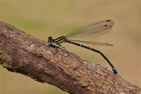 Argia Oculata Macho De Argia Oculata En La Isla De Barro C Flickr