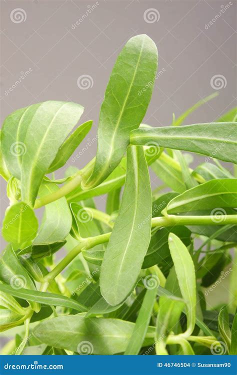 Close Up Of Bacopa Monnieri Flower Also Called Waterhyssop Brahmi