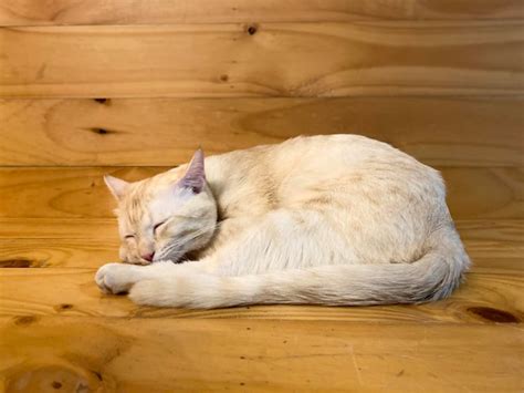 Gato Durmiendo En El Suelo De Madera Foto Premium