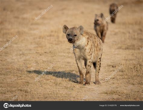 Hyena Africa Stock Photo by ©Collins93 514325178