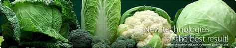 Kitano Seeds (семена Китано) - семена цветов и овощей, купить семена ...
