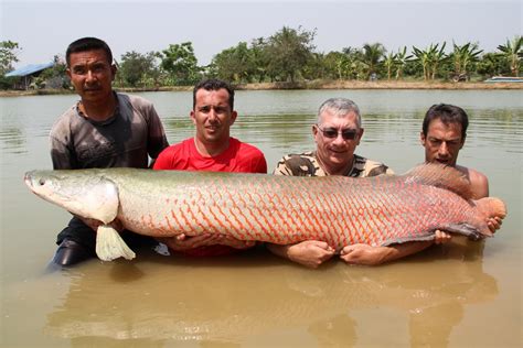 International Fishing News Thailand Huge 210 Lb Arapaima On Lure