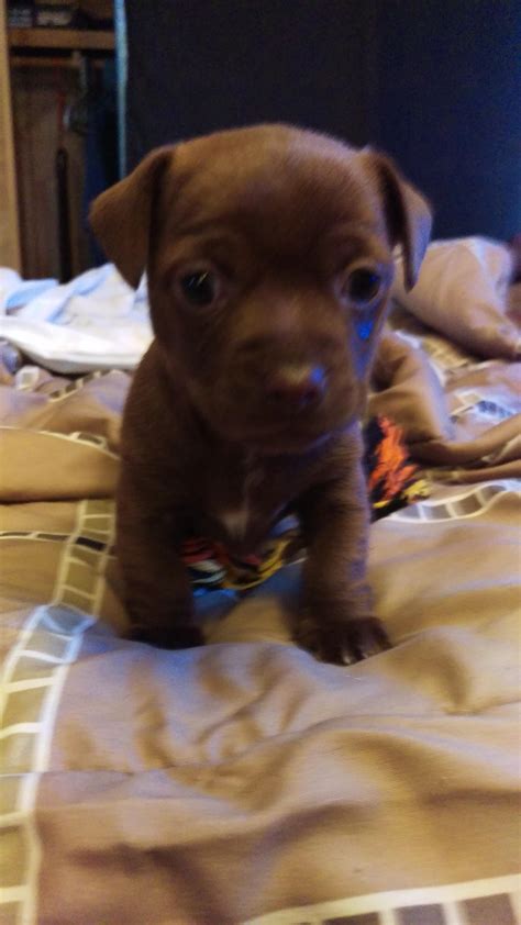 Meet Cocoa Our 1month Old Dachshundcorgichihuahua Cuties Overload