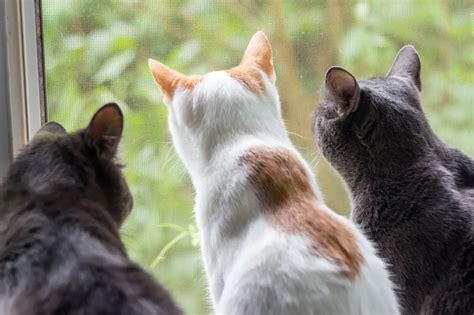 Cat News | The Catnip Times