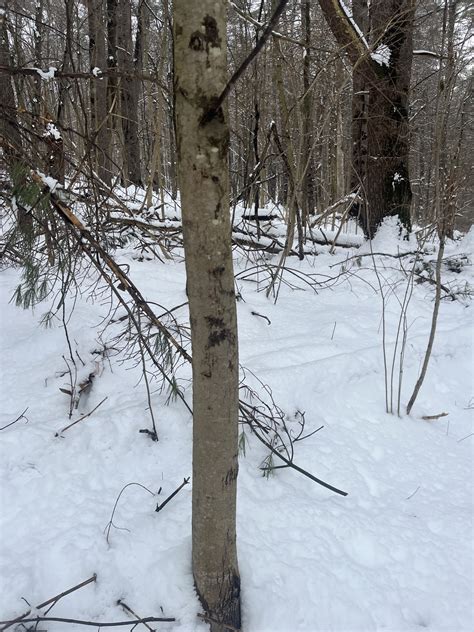 Phenology Blog - Phenology Tree Species