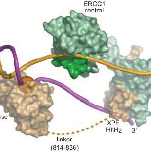 Crystal Structure And DNA Binding Of The Central Domain Of ERCC1 A