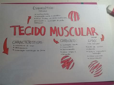 Mapa Mental Tecido Muscular Biologia Tecido Muscular Muscular