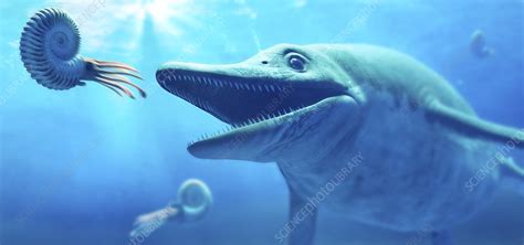 Ichthyosaurus hunting ammonites, illustration - Stock Image - F033/6186 - Science Photo Library