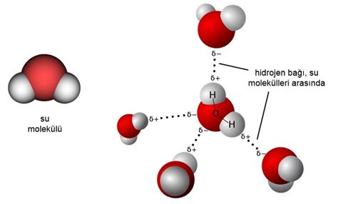 Prof Dr Bilsen Beşergil Molekül molecule