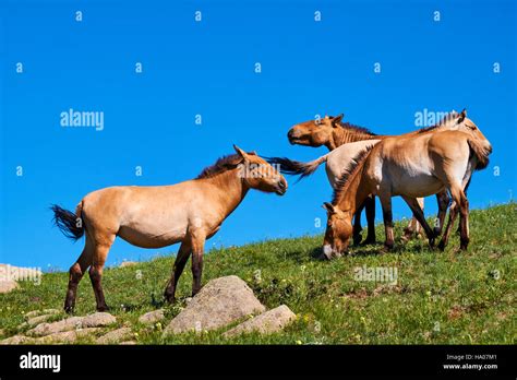 Przewalski pferde equus przewalskii -Fotos und -Bildmaterial in hoher ...
