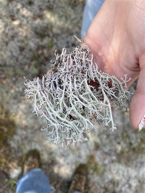 Found In Northern Mi Is This Lichen Rlichen