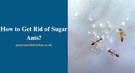 How To Get Rid Of Sugar Ants Pest Exterminators