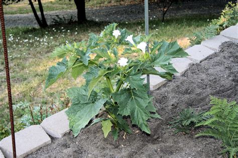 Wildflowers Found In Oregon Jimsonweed