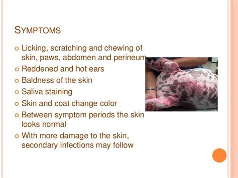 Atopic dermatitis in the dog