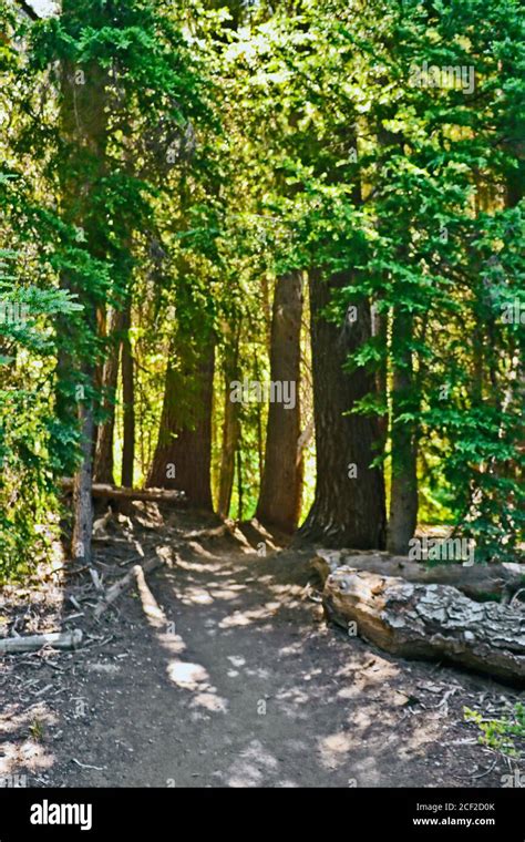 Castle Crest Wildflower Trail In Crater Lake National Park Oregon U