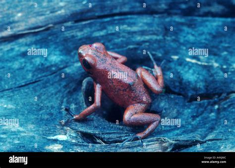 Strawberry Poison Arrrow Frog Red And Blue Poison Arrow Frog Flaming