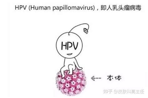 转阴报告—hpv58高危阳性，一个疗程转阴（文末有对“hpv”的思考）） 知乎