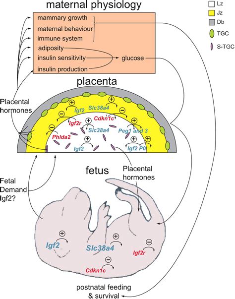 Placental Adaptations To The Maternalfetal Environment Implications