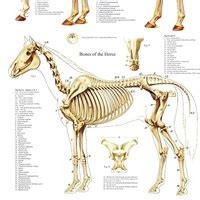 Horse anatomy / анатомия лошади 2024 | ВКонтакте