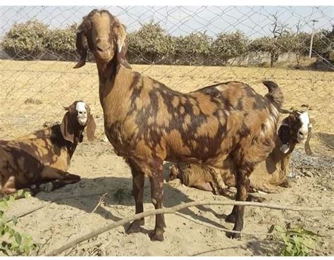 Sirohi Pregnant Female Goat At Rs 250 Kilogram In Ajmer Id 6472860