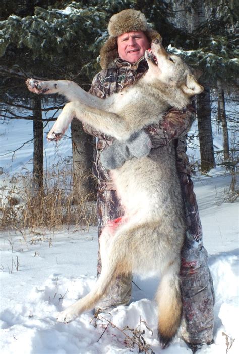 Ontario Wolf Hunting Photos