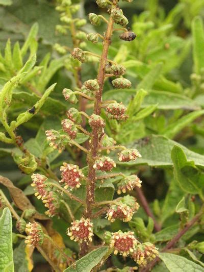 Chicura Ecured