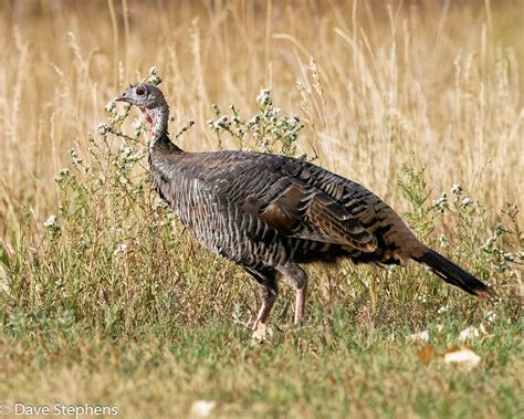 Wild Turkey Hen At Cherry Creek State Park This Is At The Flickr