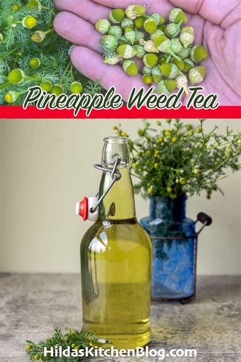 Pineapple Weed Tea | Hilda's Kitchen Blog