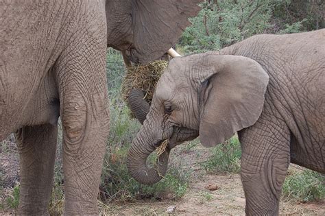 Namibia Elefant Safari Gratis Foto På Pixabay Pixabay