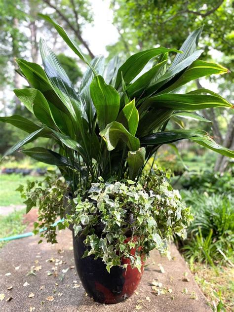 Cast Iron Plant Aspidistra Elatior Hardy Drought Tolerant Etsy