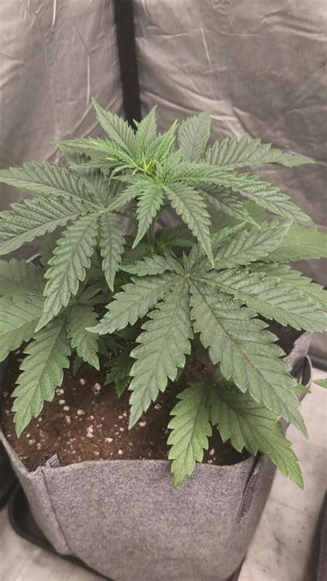 Purple Kush Cannabis Strain Info Growdiaries