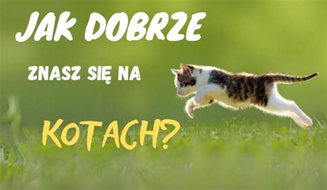 Jak dobrze znasz się na kotach sameQuizy