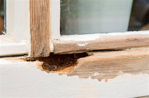 How To Identify And Treat Dry Rot Comprehensive Guide