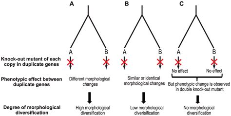 Paralogous Gene Pairs With High Low And No Morphological Download Scientific Diagram