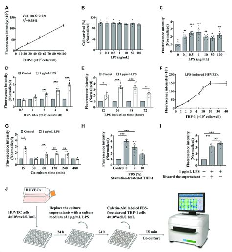 The Optimization Of The Cell Adhesion Condition Between Endothelial And