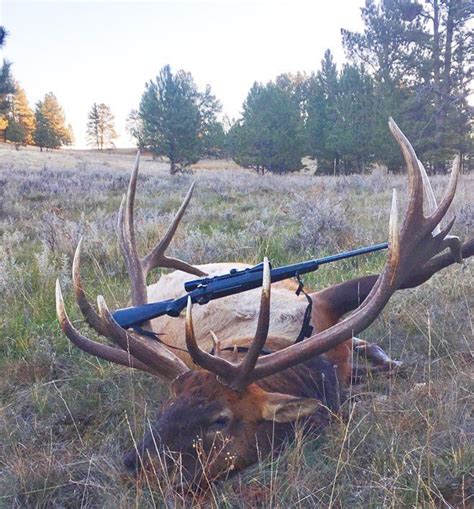 Colstrip Man S Massive Bull Elk Is The Latest Montana Nontypical Record