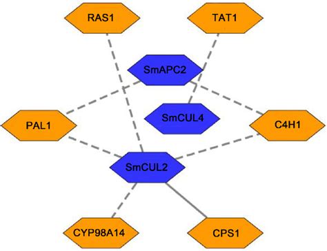 The Co Expression Network Of Cul Gene With Phenolic Acid And Tanshinone